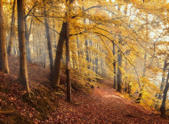 autumn-forest-4561344_960_720