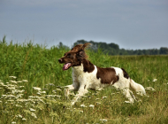 dog-4357992_960_720