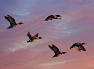 ducks