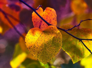 fall-colors
