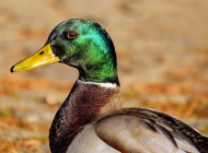 mallard-1893080_960_720